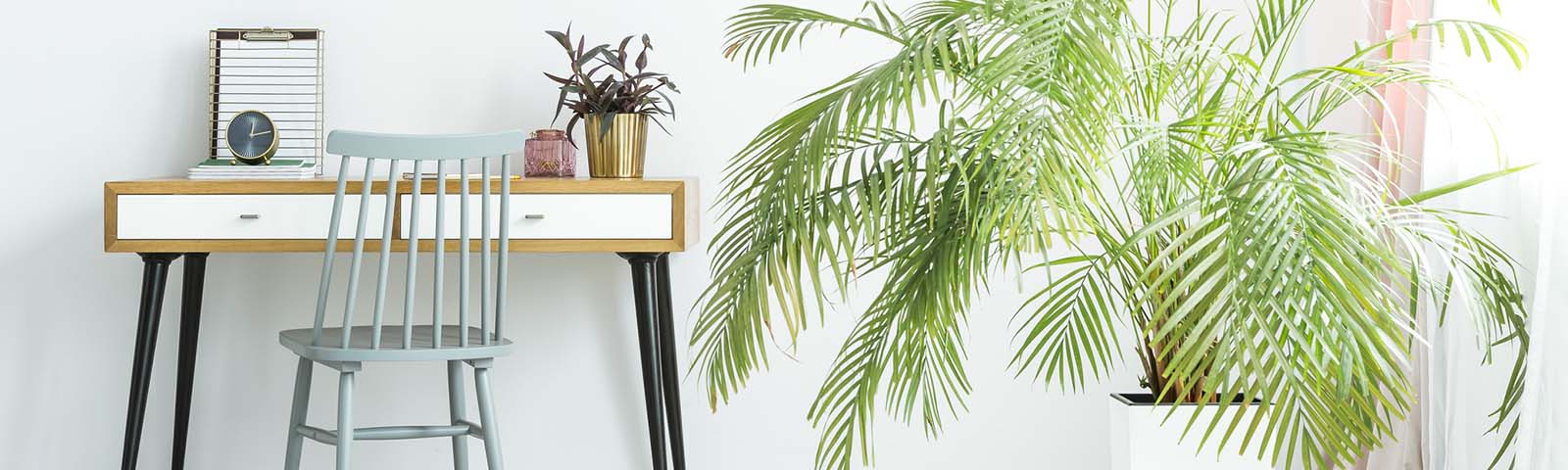 3 ideas for perfect living room plants